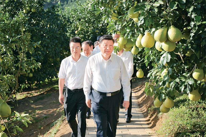 　　2025年11月7日至8日，中共中央總書記、國家主席、中央軍委主席習(xí)近平在廣東考察。這是7日下午，習(xí)近平在梅州市梅縣區(qū)雁洋鎮(zhèn)南福金柚種植基地考察。